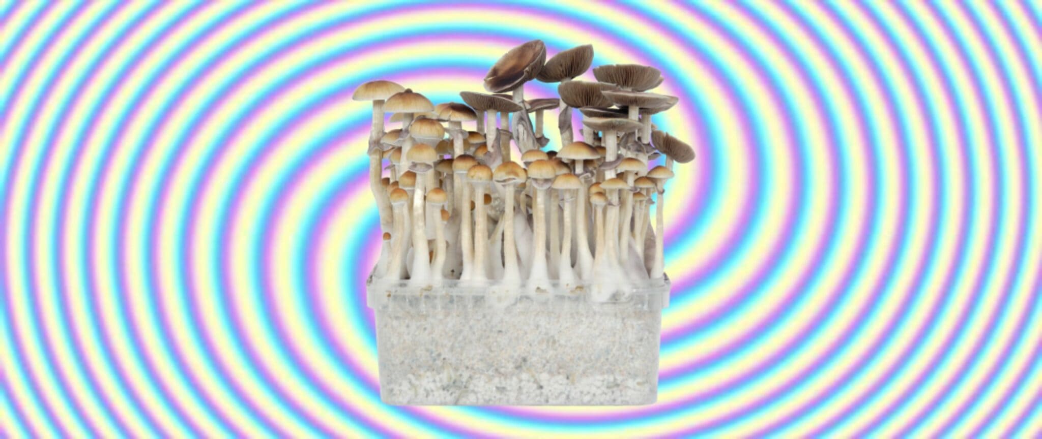 magic mushroom grow kit on psychedelic swirl background