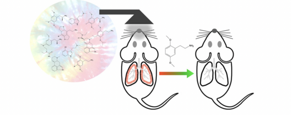 diagram of rats with visible lungs show anti-inflammatory properties of 2-CH