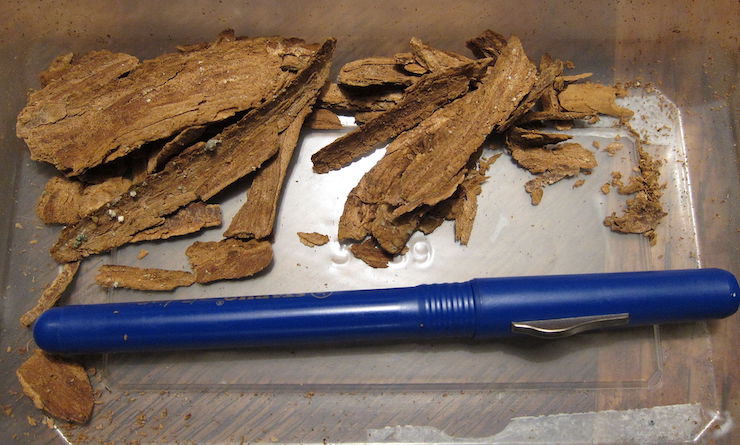 ibogaine bark with pen for size reference