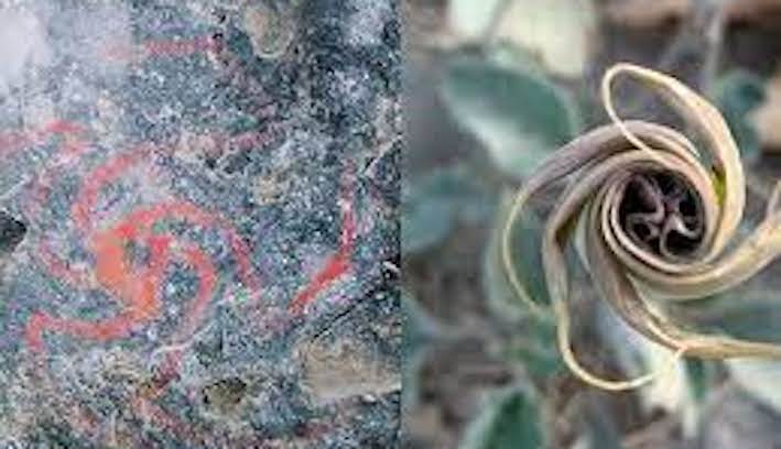 red cave drawing next to photo of datura blooming