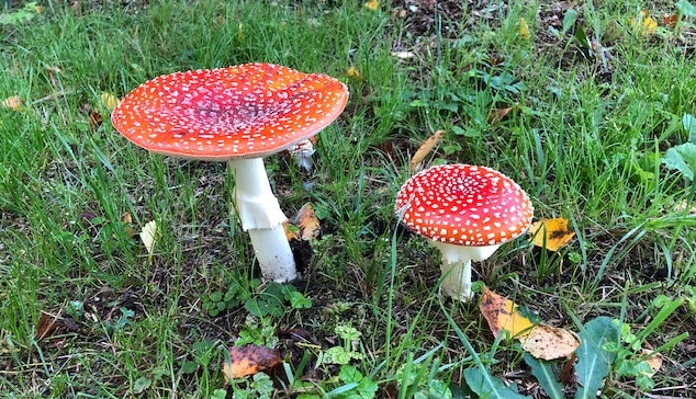 toadstools (fly agaric or amanita muscaria) on grass