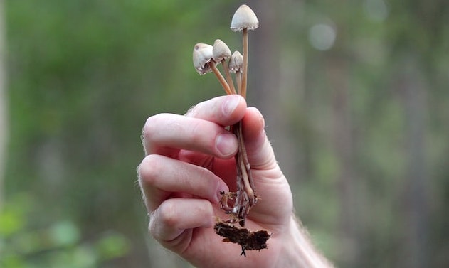 hand holding 3 magic mushrooms