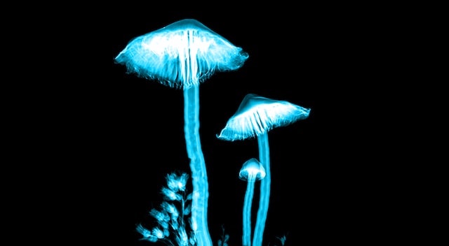 glowing mushroom