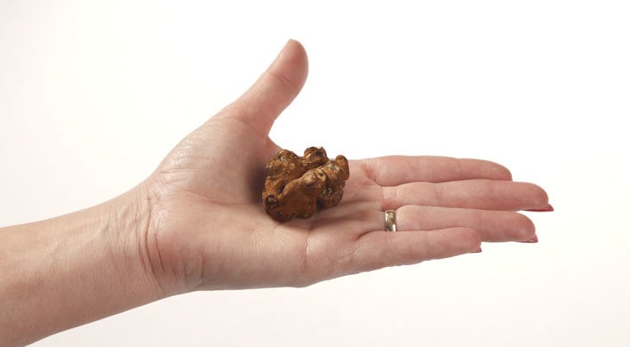 large magic mushroom truffle in hand white background