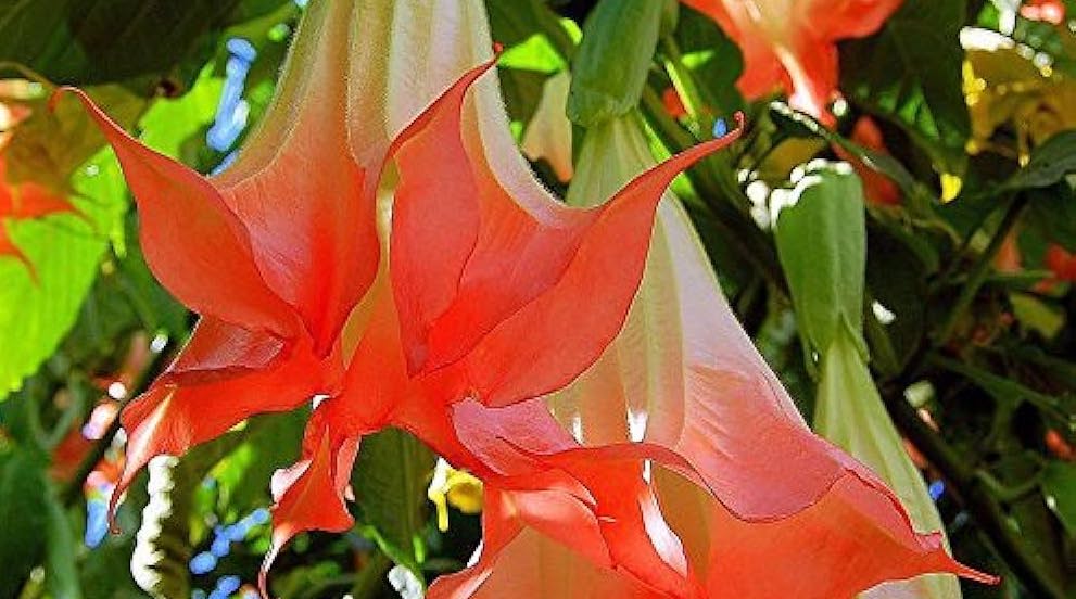 red datura flower close-up