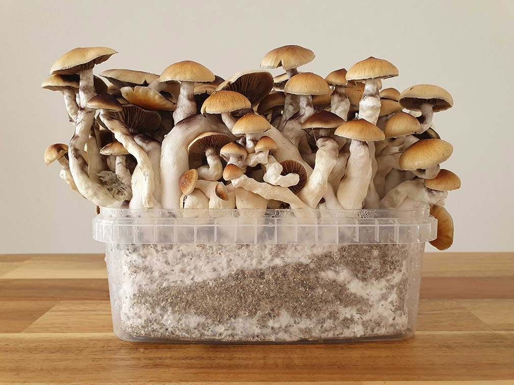 kit de cultivo de cogumelos mágicos wholecelium max