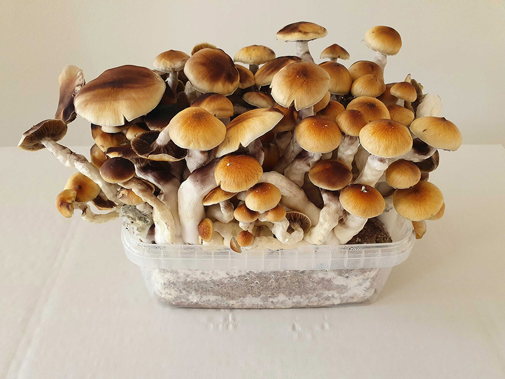 wholecelium magic mushroom grow kit max produs