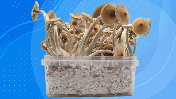 wholecelium champinjoner growkit mega efter